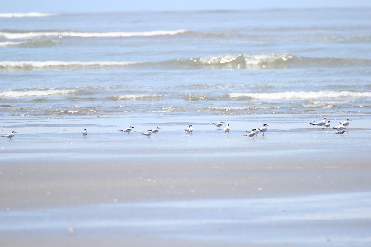 Black Tern - Daniel Germer