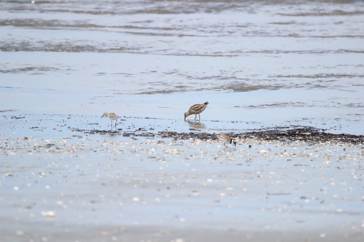 Semipalmated Plover - ML480737441
