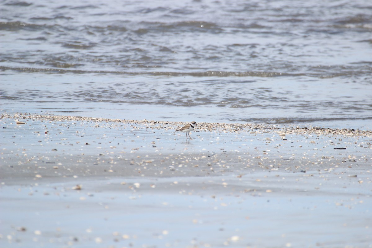 Semipalmated Plover - ML480737491