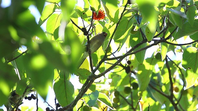 Brown Bullfinch - ML480738051