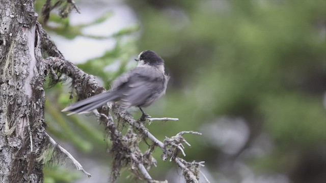 Canada Jay - ML480740261