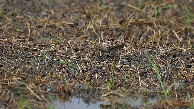 Pin-tailed Snipe - ML480740751