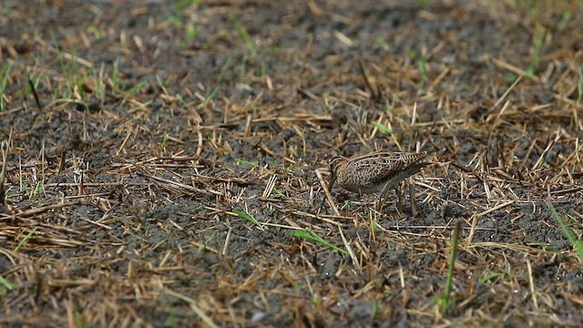 Pin-tailed Snipe - ML480740981