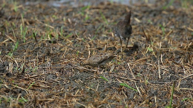 Pin-tailed Snipe - ML480740991