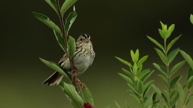 Henslow's Sparrow - ML480741