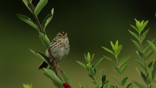 Henslow's Sparrow - ML480742