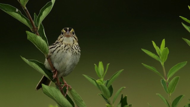 Henslow's Sparrow - ML480743