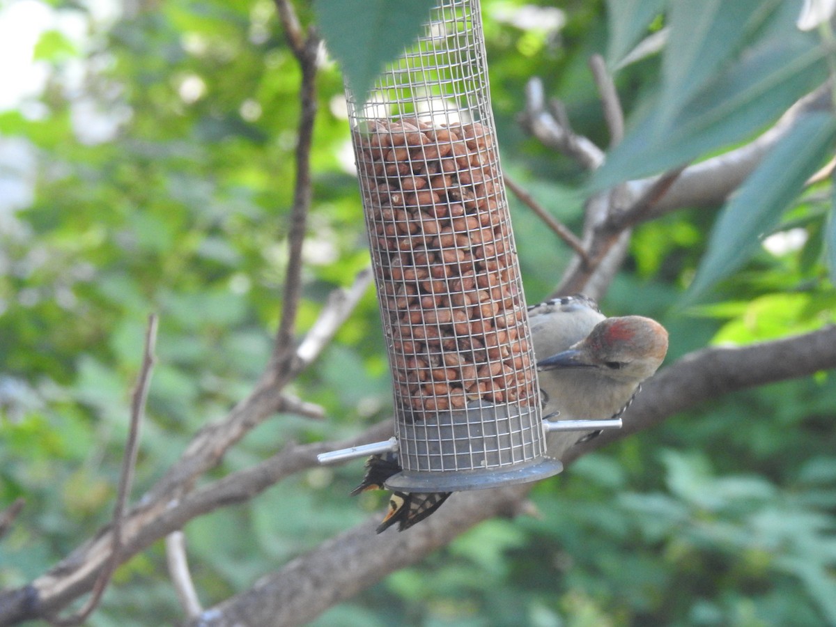 Red-bellied Woodpecker - Susann Myers