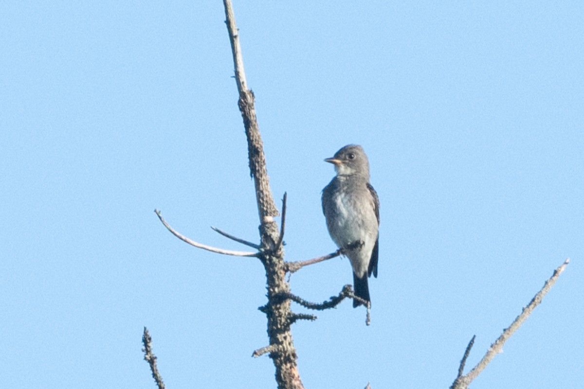 Olive-sided Flycatcher - ML480743941