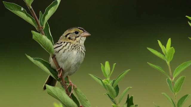 Henslow's Sparrow - ML480744