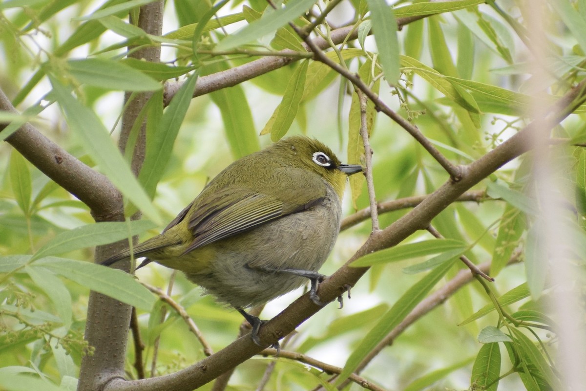 Cape White-eye - Jacob Henry