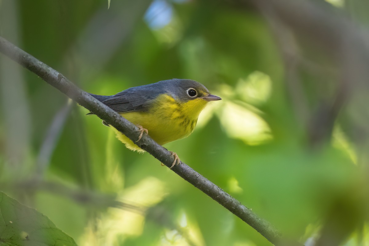 Canada Warbler - ML480744441