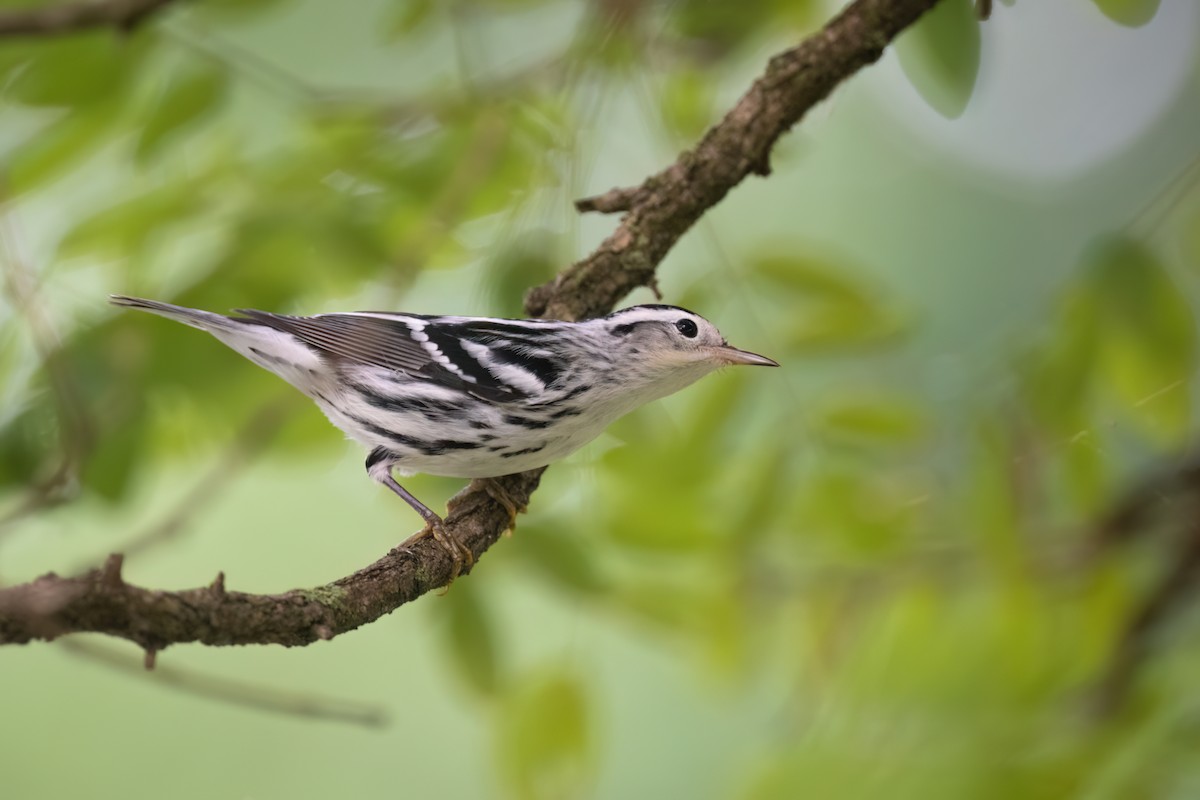 Black-and-white Warbler - ML480744681