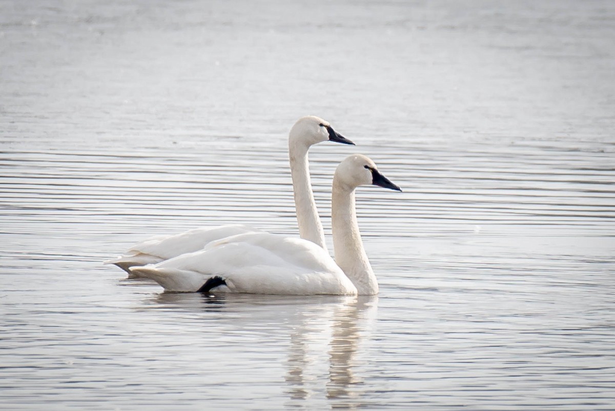 Tundra Swan - Kayann Cassidy