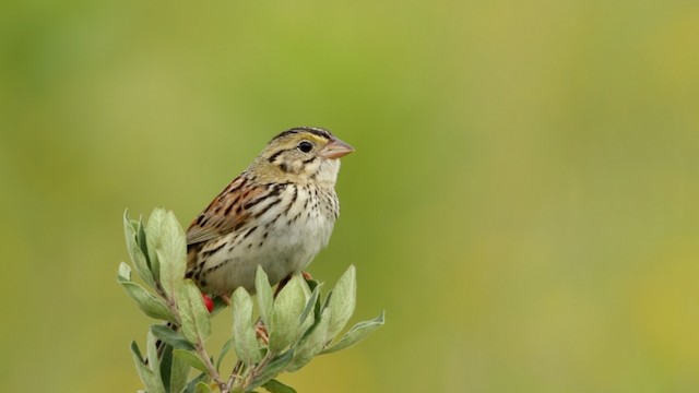 Henslow's Sparrow - ML480746