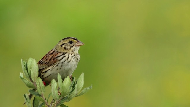 Henslow's Sparrow - ML480747