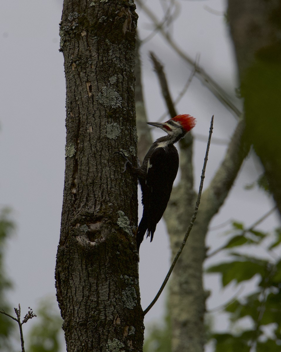 Pileated Woodpecker - ML480747271