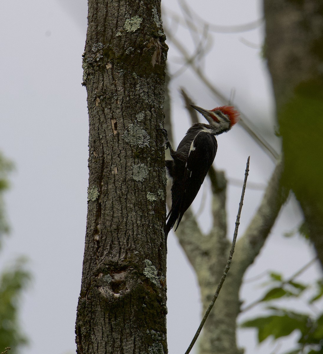 Pileated Woodpecker - ML480747431