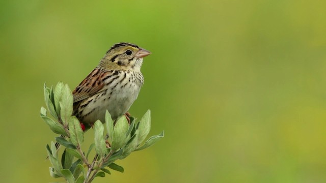 Henslow's Sparrow - ML480748