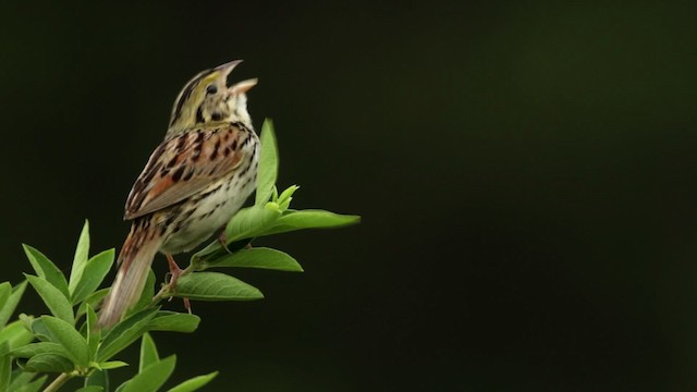 Henslow's Sparrow - ML480749