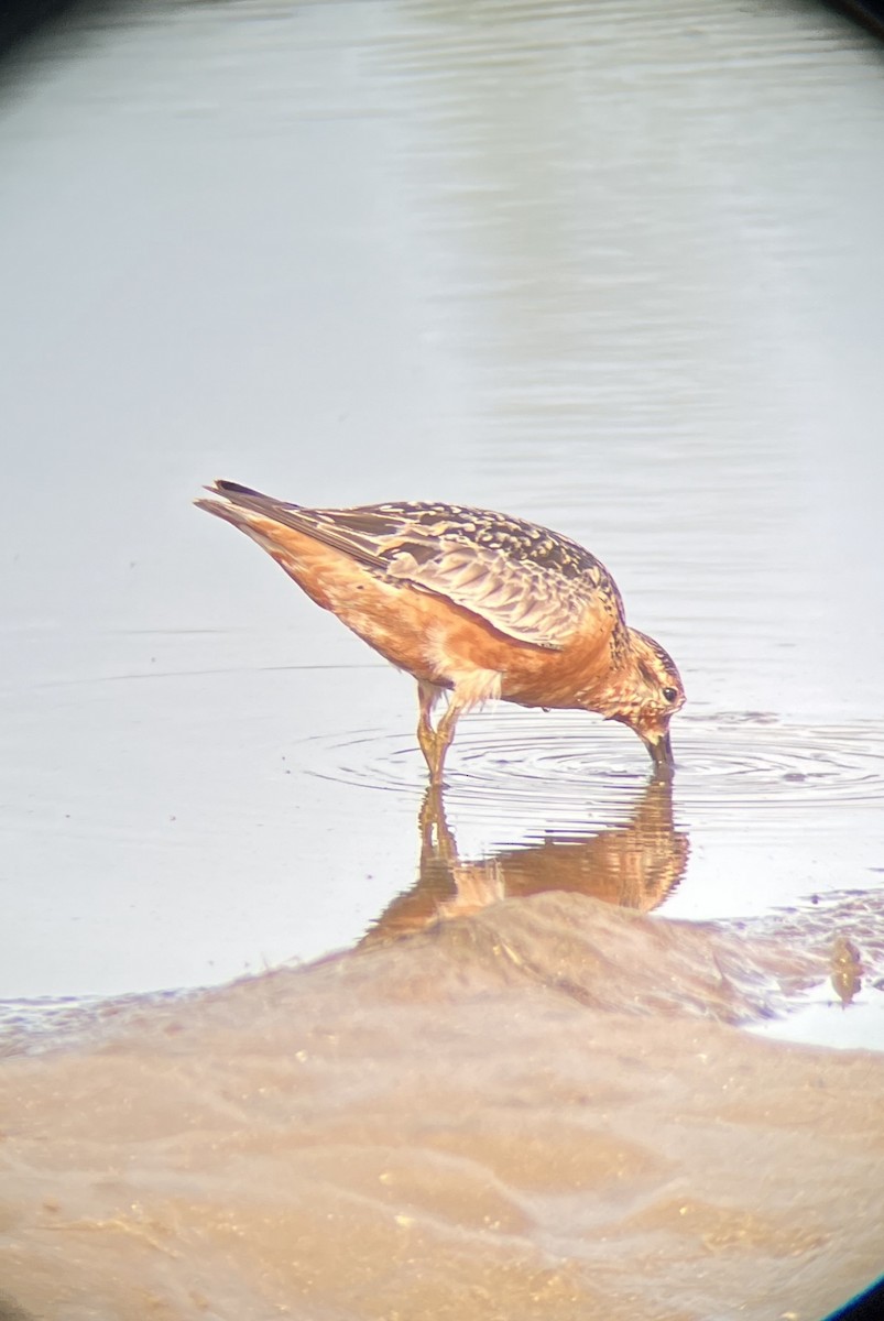 Red Knot - ML480749071