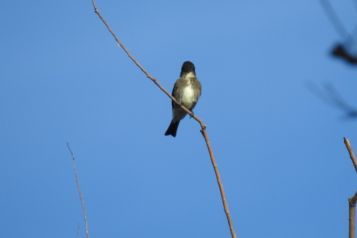 Olive-sided Flycatcher - ML480749291