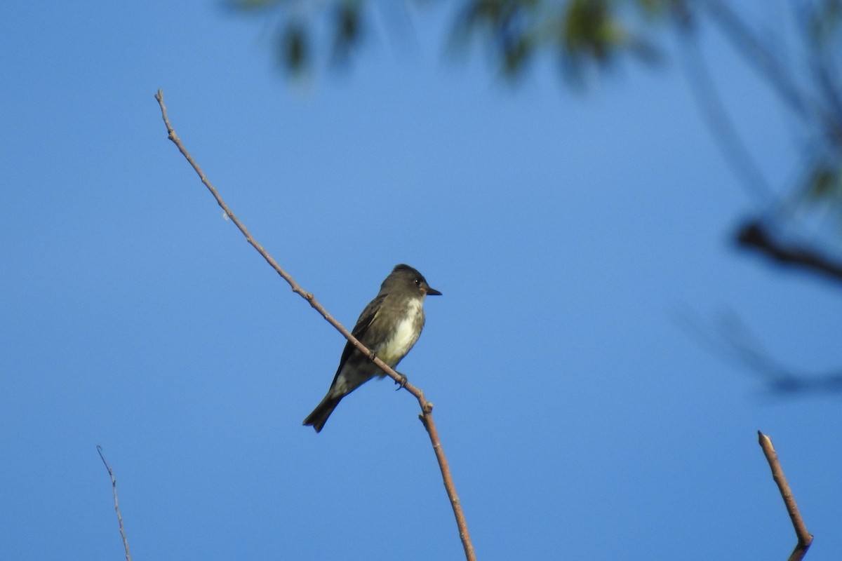 Olive-sided Flycatcher - ML480749301