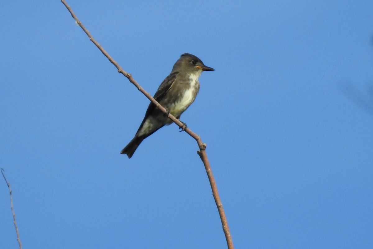 Olive-sided Flycatcher - ML480749311