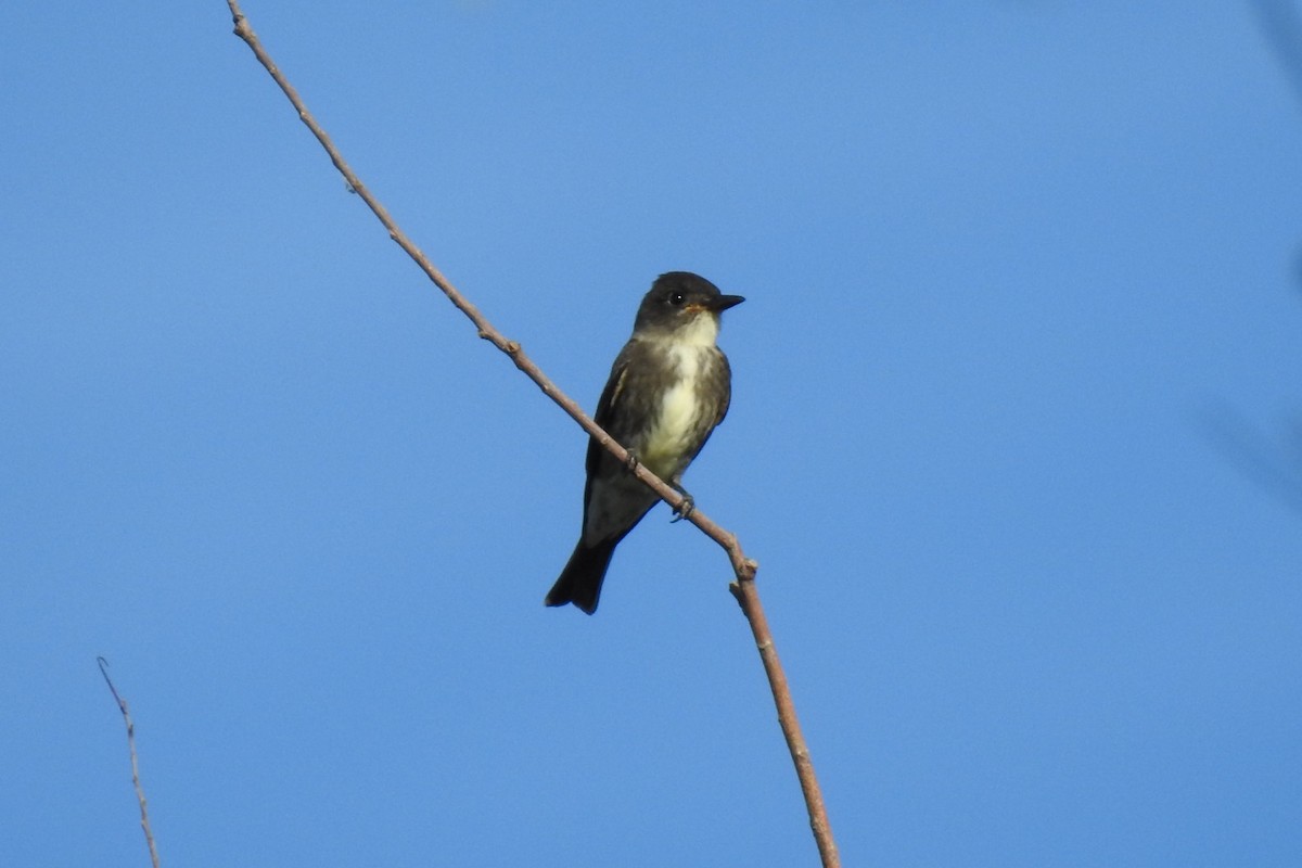 Olive-sided Flycatcher - ML480749331