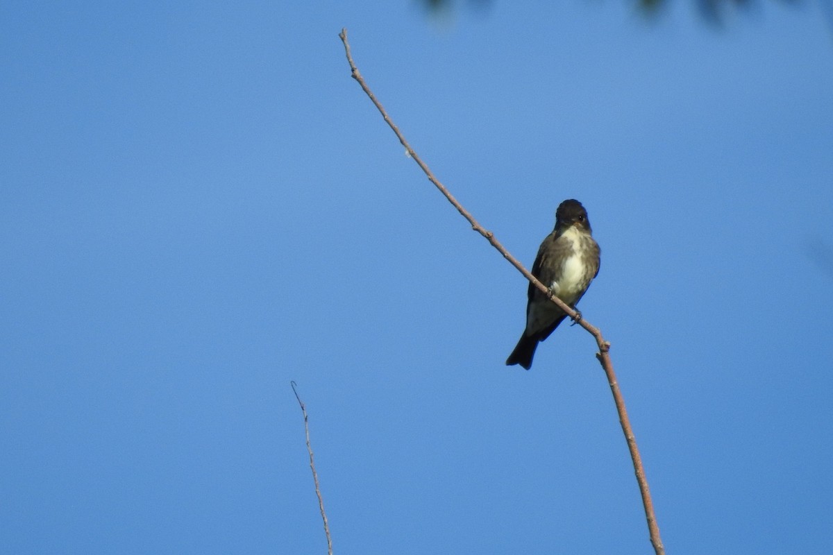 Olive-sided Flycatcher - Dan Belter