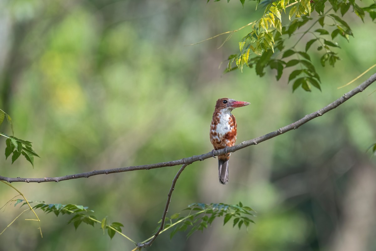 White-throated Kingfisher - ML480749711
