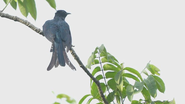 Fork-tailed Drongo-Cuckoo - ML480749961