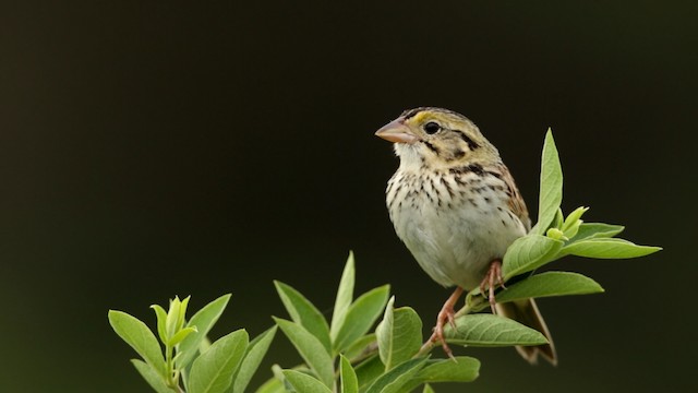 Henslow's Sparrow - ML480750