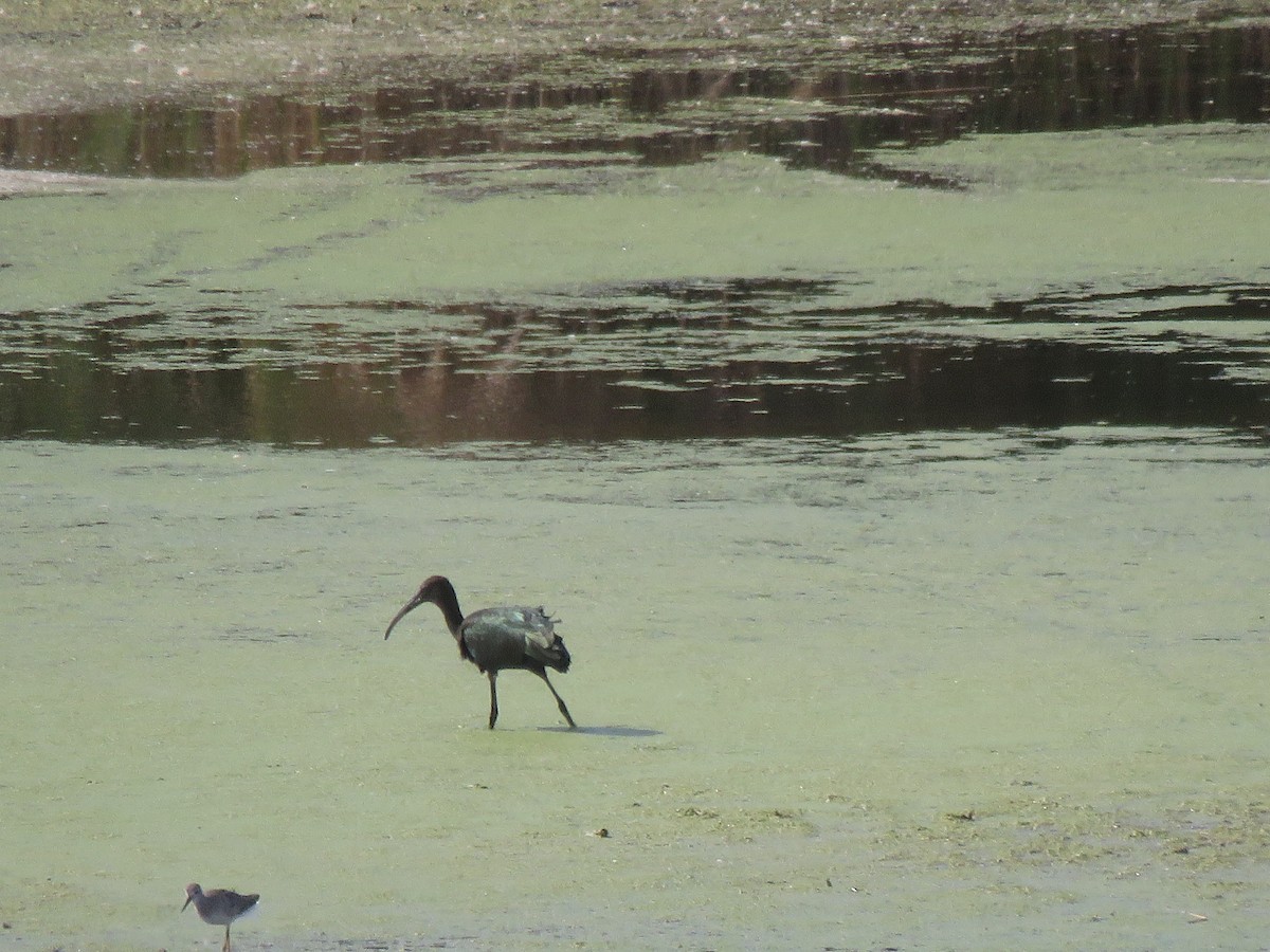 Glossy/White-faced Ibis - ML480750021