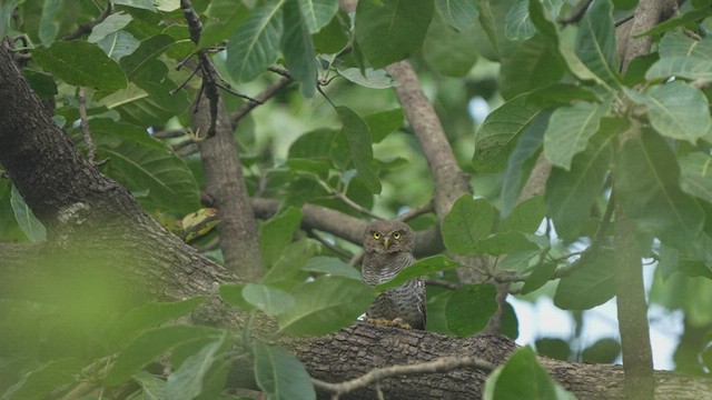 Chevêchette de jungle - ML480750191