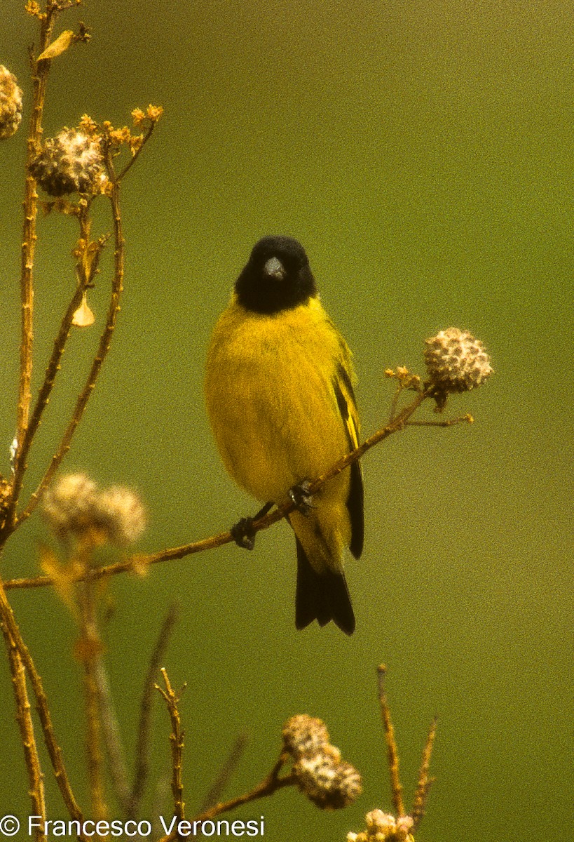 Hooded Siskin - ML480750541