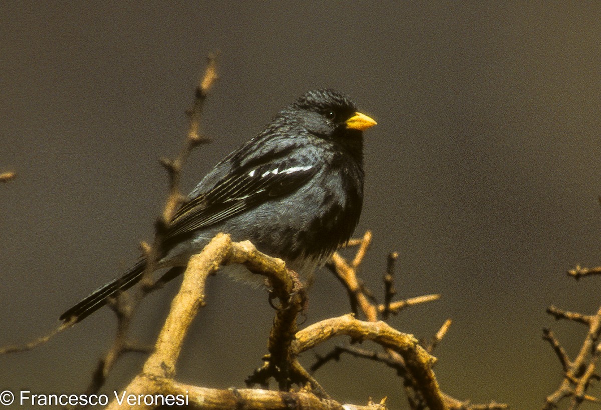 Mourning Sierra Finch - ML480750591