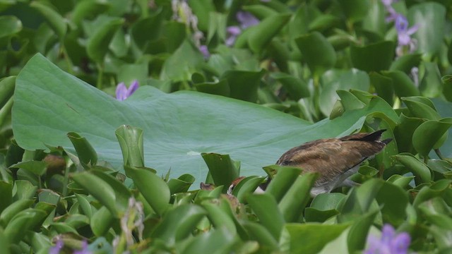 Jacana bronzé - ML480750861