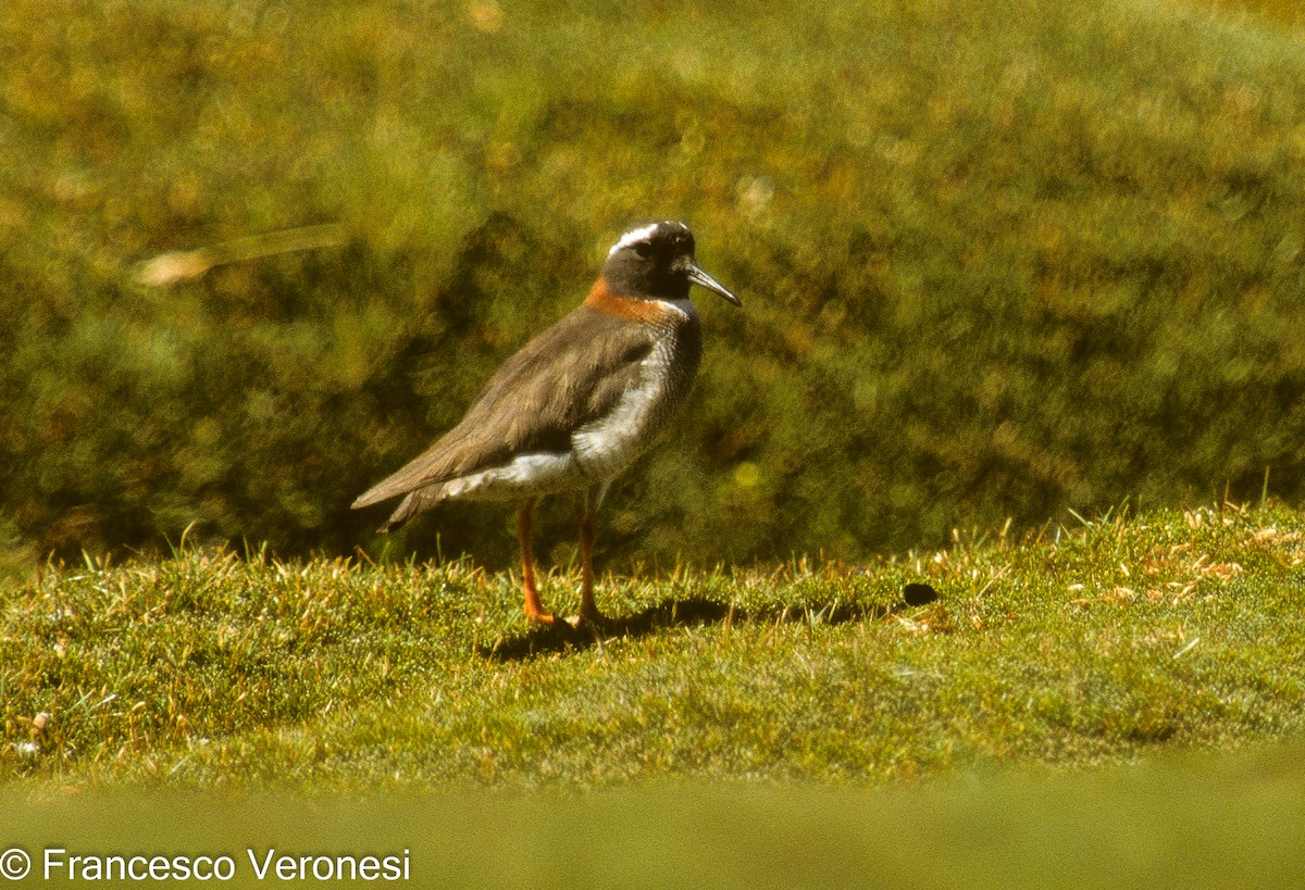 Diademed Sandpiper-Plover - ML480750941