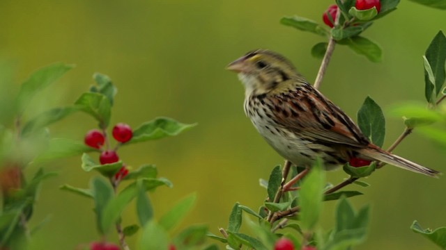 Henslow's Sparrow - ML480751