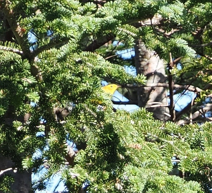 Wilson's Warbler - ML480751191