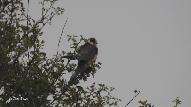 Red-footed Falcon - ML480751231