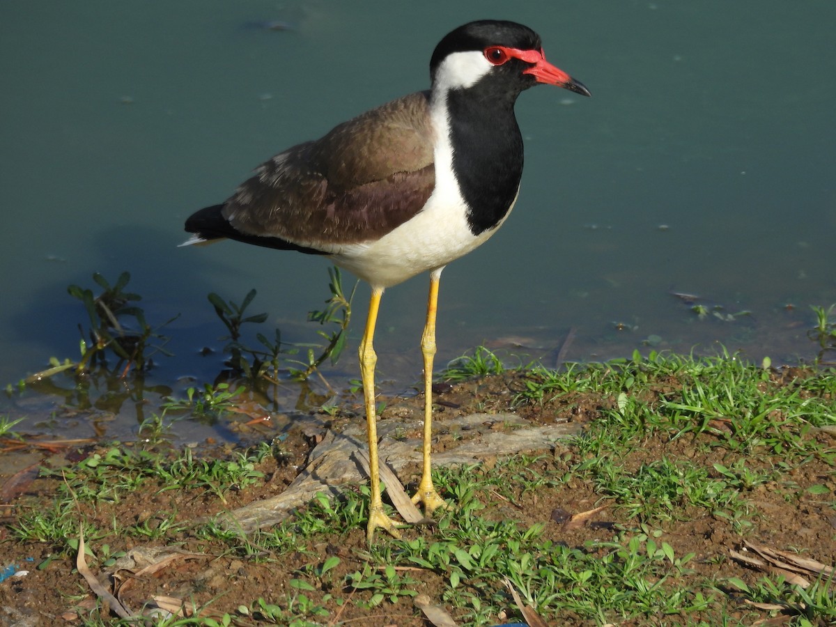 Red-wattled Lapwing - ML480751541