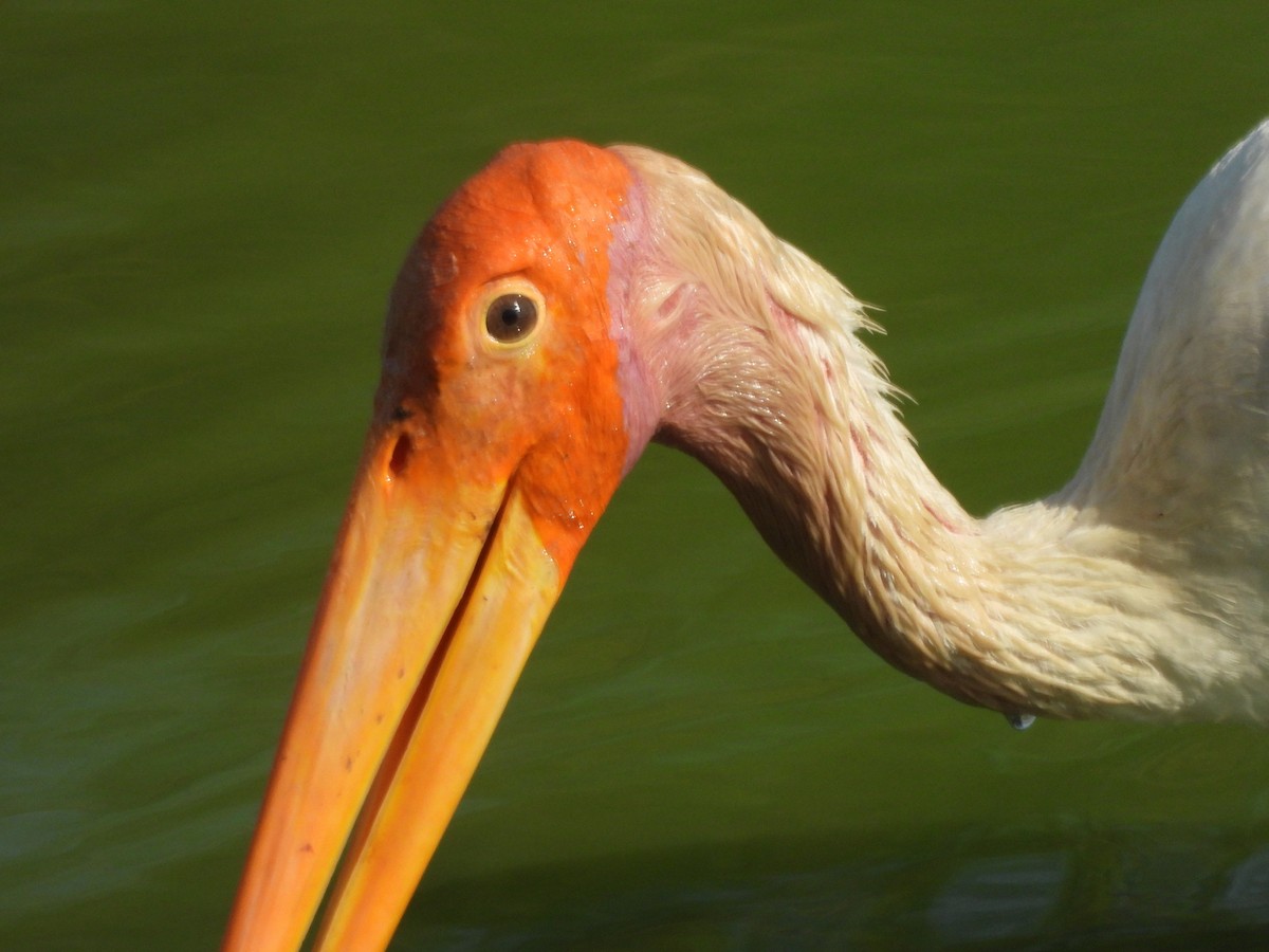 Painted Stork - ML480751591