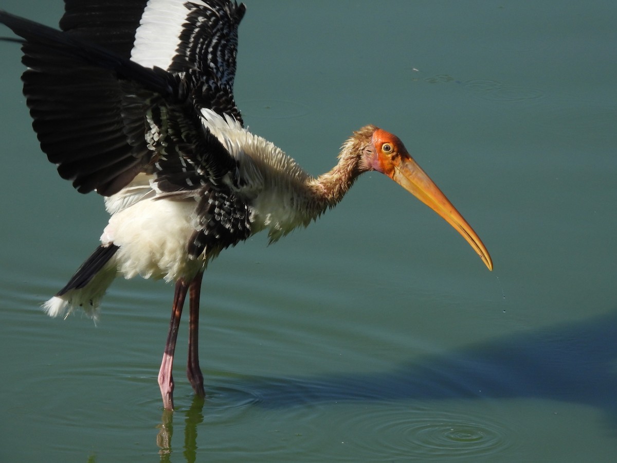 Painted Stork - ML480751601