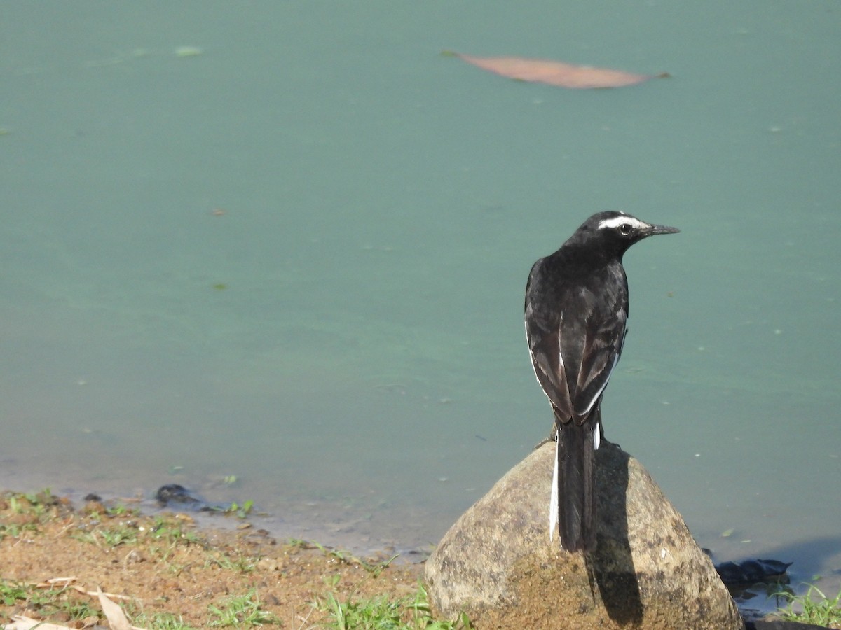 White-browed Wagtail - ML480751691