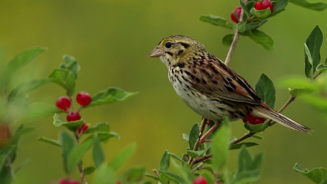 Henslow's Sparrow - ML480752