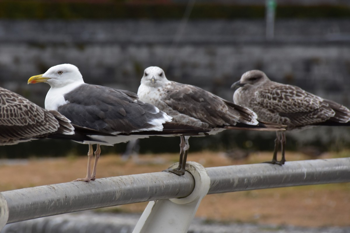 Lesser Black-backed Gull (graellsii) - ML480752211