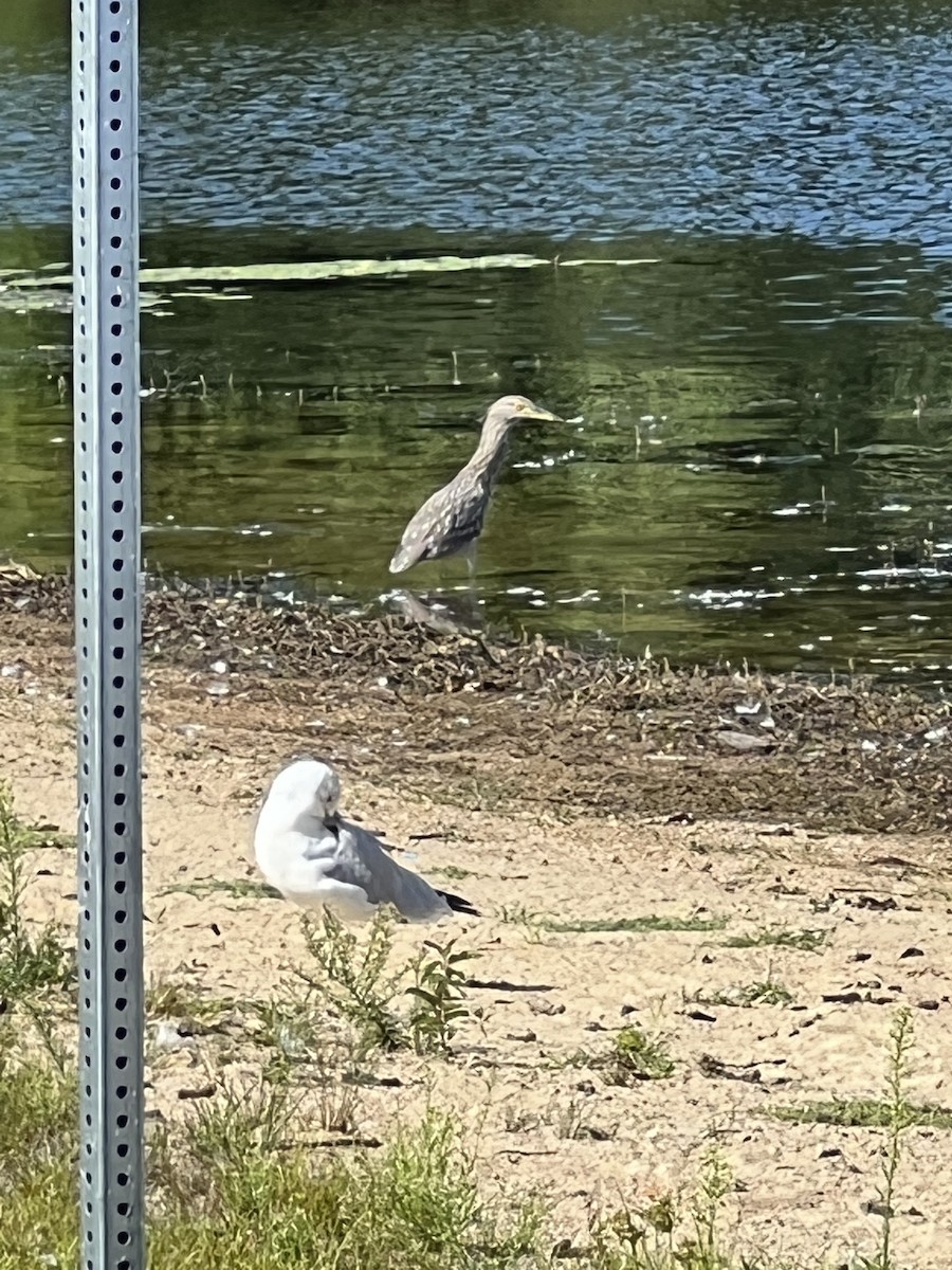 Black-crowned Night Heron - ML480752521