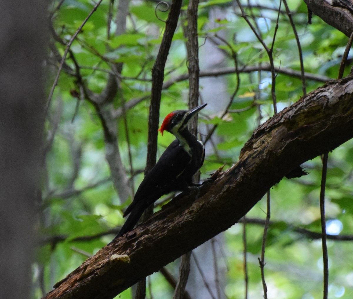Pileated Woodpecker - ML480752591
